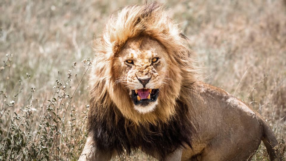 Would you know what to do if you encountered a lion up close? One piece of advice -- don't tuck tail and run. - marth/Alamy Stock Photo