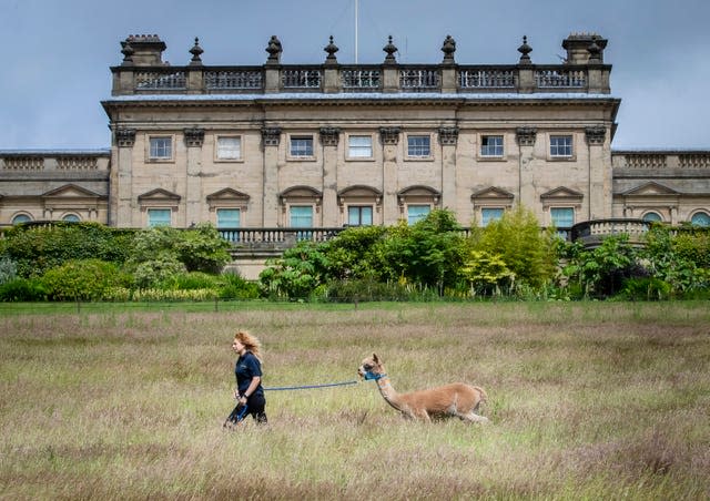 Alpaca caminando en Harewood House