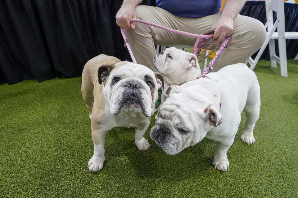 Ken McKenna, of Boston, Mass., shows his bulldogs in the Breed Showcase area during the 147th Westminster Kennel Club Dog show, Saturday, May 6, 2023, at the USTA Billie Jean King National Tennis Center in New York. (AP Photo/Mary Altaffer)