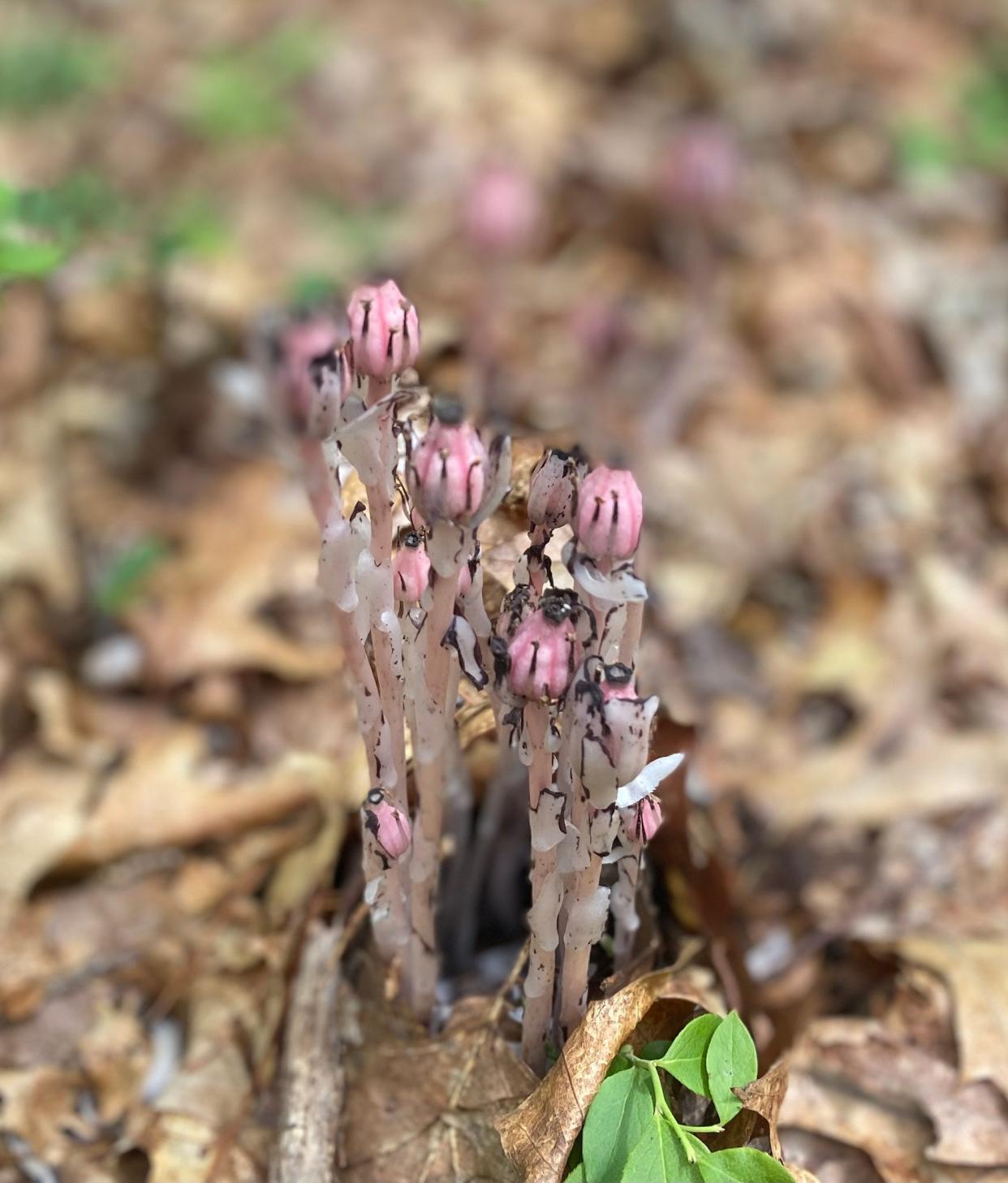 Above is a rare pink variety of ghost-pipe. The chlorophyll-free flower is usually white.