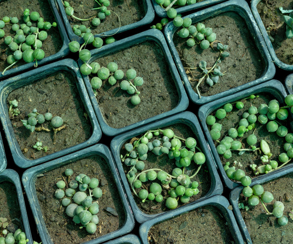 string of pearls plant cuttings growing in small modules