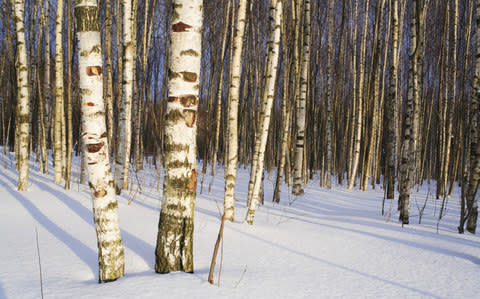 Birch forest in sunny winter day, Russia - Credit: Ivan Vdovin /Getty 