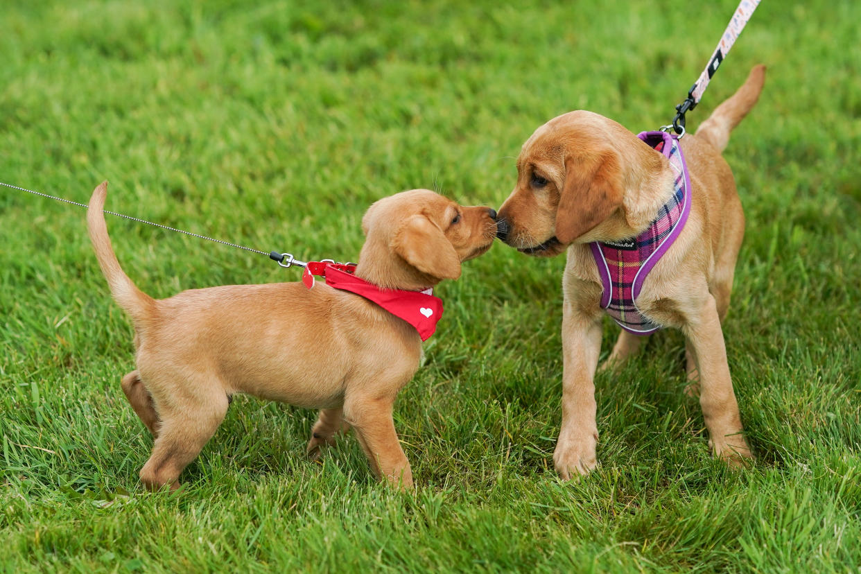 Pets at Home YORK, ENGLAND - MAY 21: Puppies play fight in the grass on the first day of the Festival of Dogs weekend at Castle Howard on May 21, 2022 in York, England. The two-day festival held on the grounds of the North Yorkshire stately home celebrates all aspects of dogs and dog ownership. (Photo by Ian Forsyth/Getty Images)