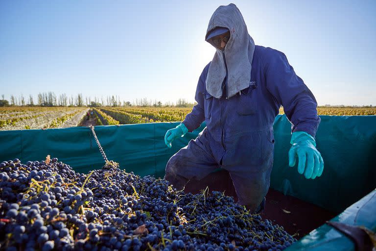 A pesar de la baja rentabilidad, la falta de cosechadores y los reclamos de los trabajadores vitivinicolas, la cosecha de uva no ha parado. Mendoza, miercoles 31 de marzo de 2021. (La Nacion/Marcelo Aguilar)

Cosecha de malbec en un vinedo de Barrancas, departamento de Maipu.