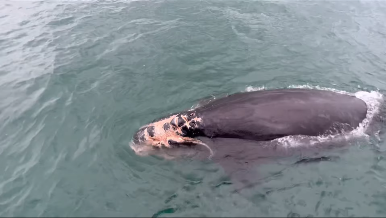 A North Atlantic right whale calf named Juno was seen Jan. 3 with injuries on the head, mouth and left lip consistent with vessel strike.