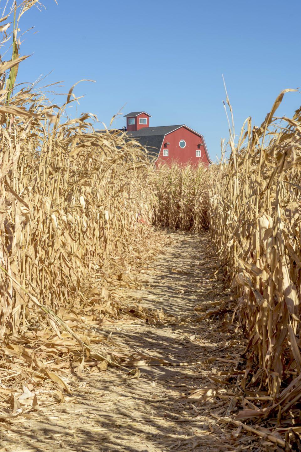 Get lost in a corn maze