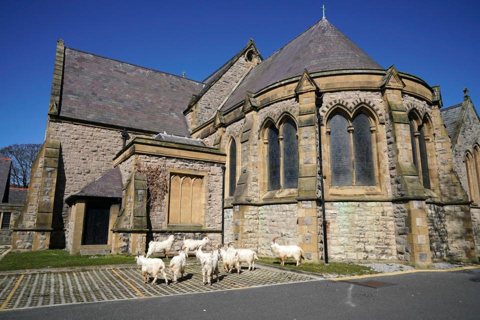 Mountain goats sunbathe in the grounds of Holy Trinity Church on March 31 in Llandudno, Wales.