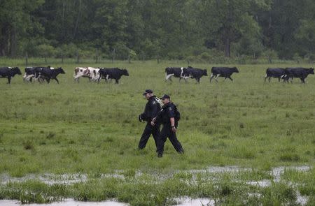 Law enforcement officers search a field near Willsboro, New York June 9, 2015. REUTERS/Chris Wattie