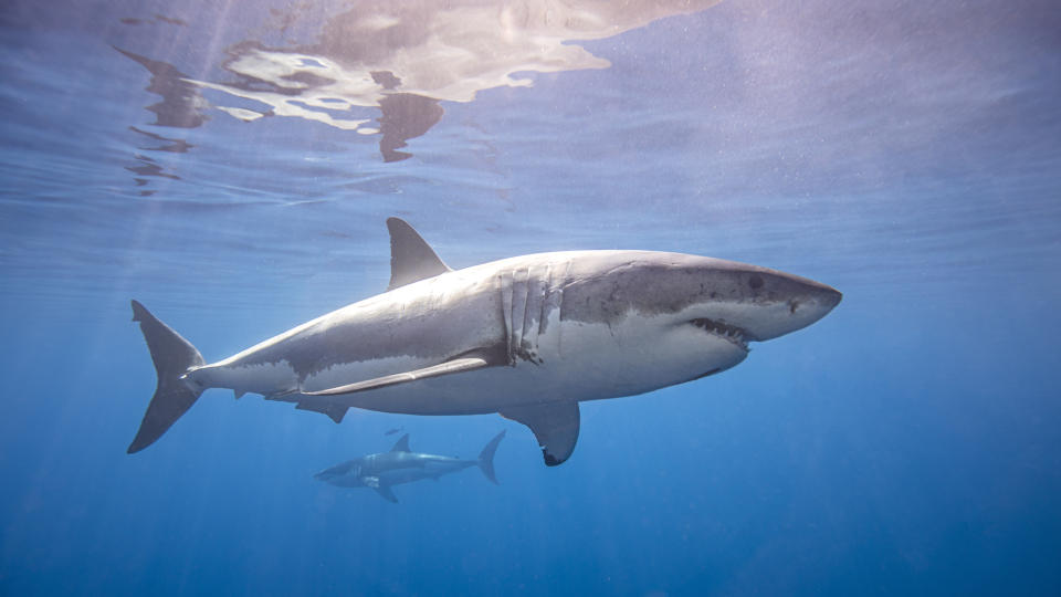 Mexico, Guadalupe Island, Great white sharks (Carcharodon carcharias) underwater