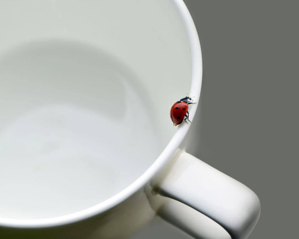 A ladybug sitting on a white coffee cup containing water