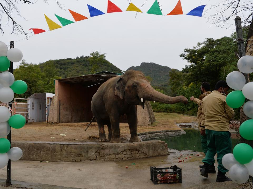 Kaavan, Pakistan’s only Asian elephant, attends his farewell ceremony last weekAFP via Getty Images