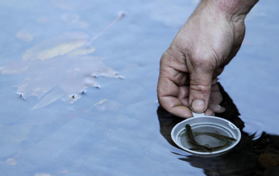 A volunteer releases salmon fry into the Kamenice river near the village of Jetrichovice