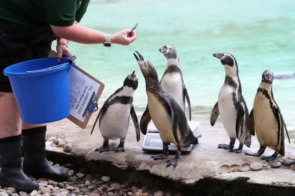 A Humboldt penguin is offered a fish during a photocall at London Zoo on August 23, 2018, to promote the zoo's annual weigh-in event. - During the weigh-in, animals across the zoo have their vital statistics recorded including their height and weight and the information is then shared with zoos across the world to help zookeepers compare important information on thousands of endangered species. (Photo by Daniel LEAL-OLIVAS / AFP)        (Photo credit should read DANIEL LEAL-OLIVAS/AFP/Getty Images)