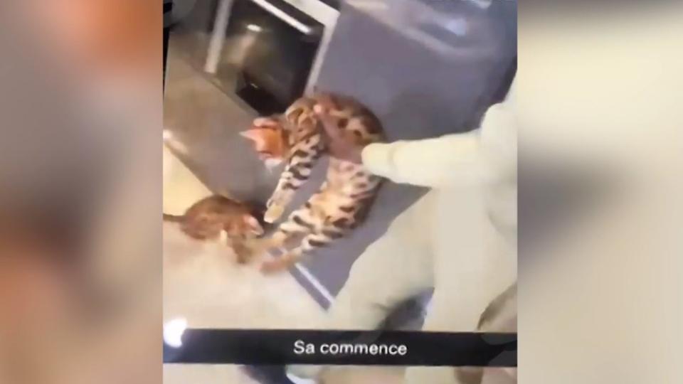 Kurt Zouma kicking a cat in a widely ciruclated video (Snapchat)
