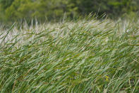 Smooth cordgrass, planted by McIlhenny Company employees and volunteers, as a marsh conservation effort, is seen on Avery Island, La., where Tabasco brand pepper sauce is made, Tuesday, April 27, 2021. (AP Photo/Gerald Herbert)