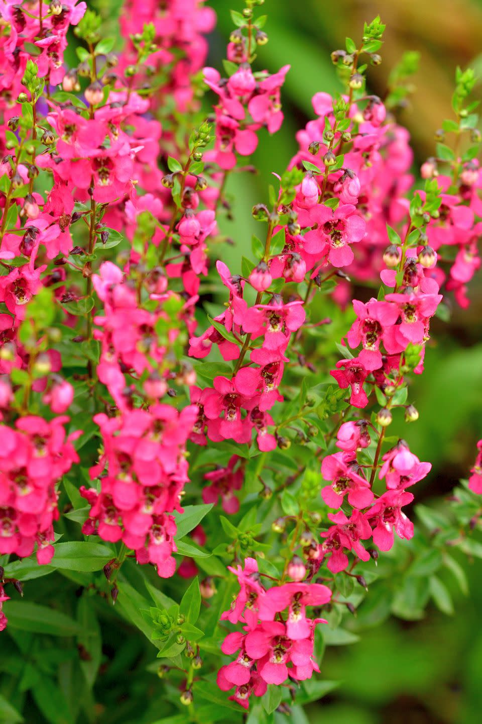 a close up of some flowers