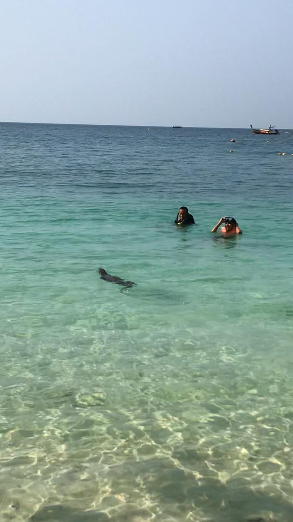 The large monitor lizard swam metres away from tourists. Source: Viral Press/Australscope