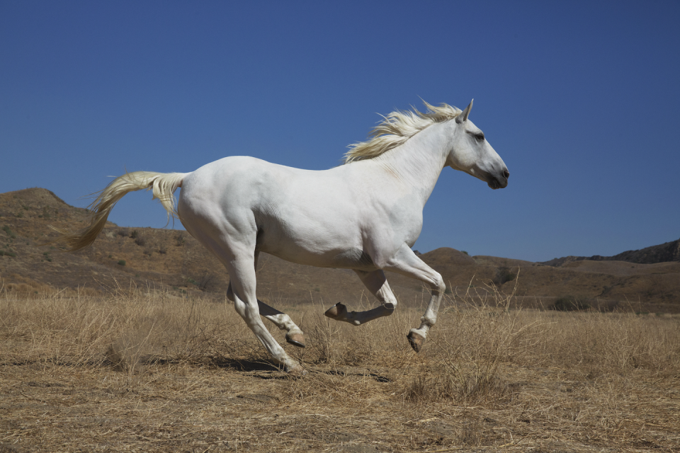 unique horse names