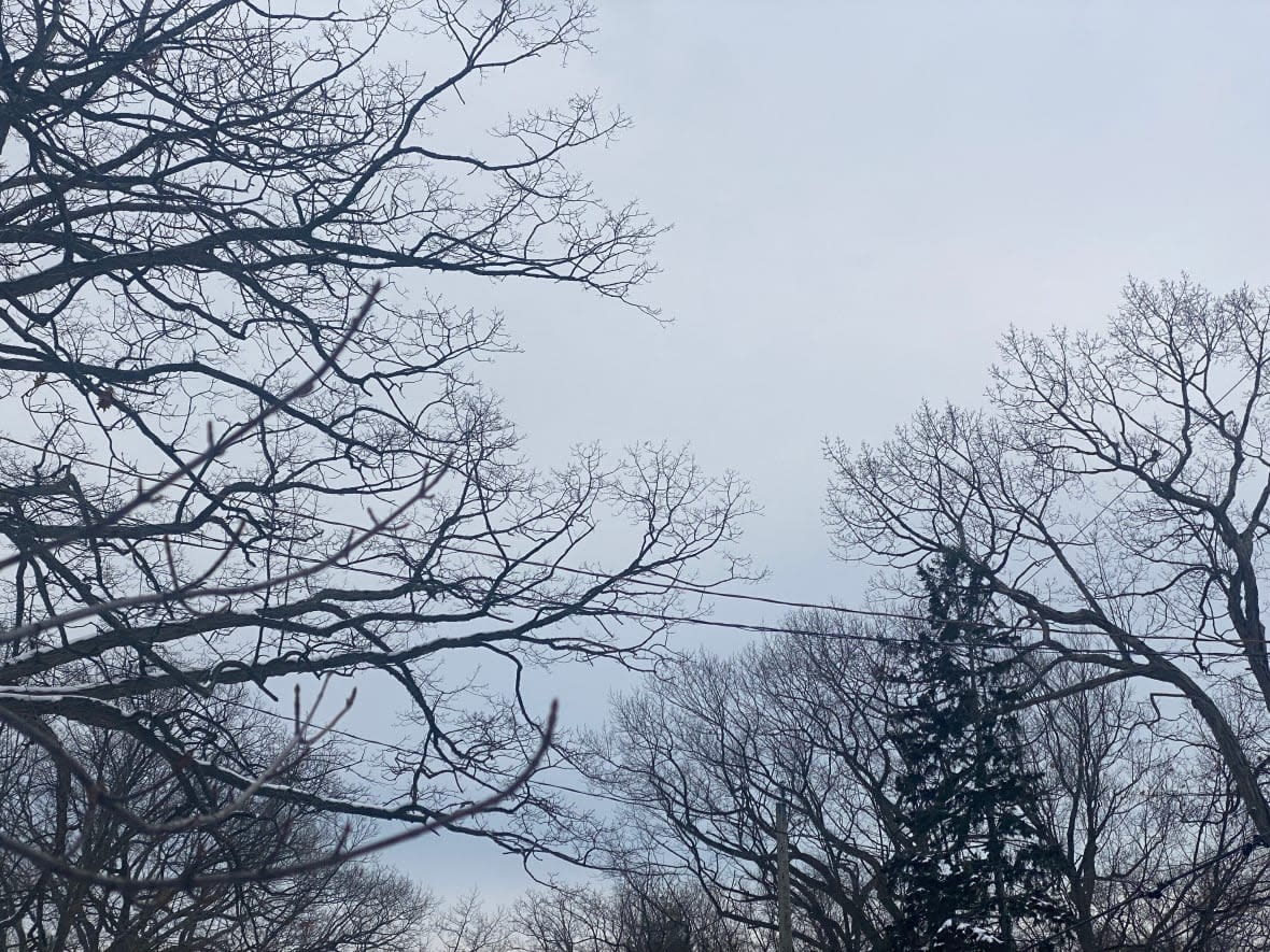 Longtime residents on Blantyre Avenue in Scarborough say they want to protect the decades-old trees in their area. (Talia Ricci/CBC  - image credit)