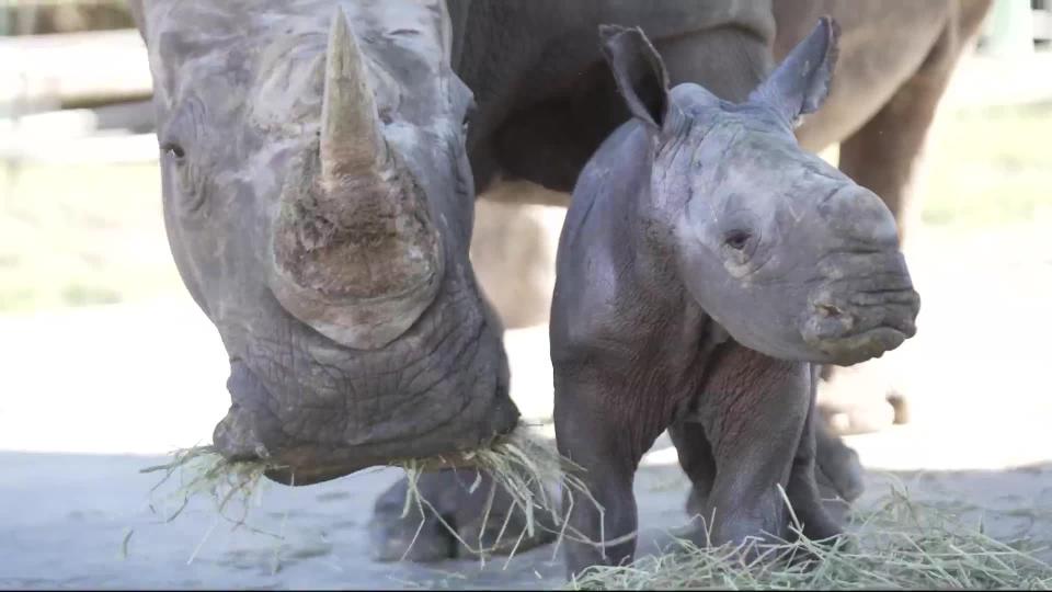 Busch Gardens Tampa Bay recently welcomed a male southern white rhino calf to the park's crash (herd) of rhino.