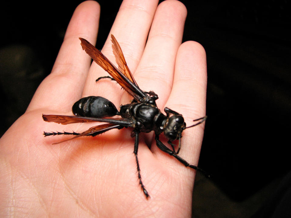 A tarantula hawk in someone's hand