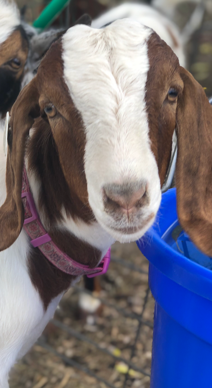 Cedar the goat is the subject of a lawsuit filed against the Shasta County Sheriff's Office on Aug. 31, 2022.