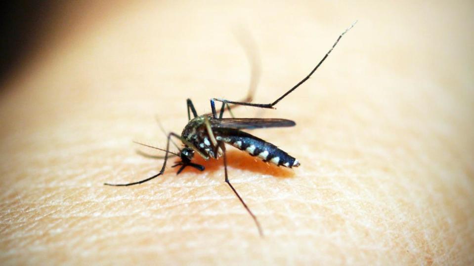 醫師提醒，民眾平常要小心蚊蟲叮咬、外傷等。（示意圖／自Pexels）
