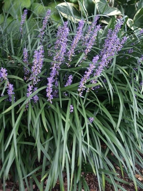 Monkey Grass border ideas -- (Liriope muscari) with purple flowers