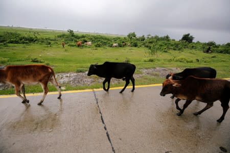 Abandoned cattle from Rohingya roam the streets of Maungdaw