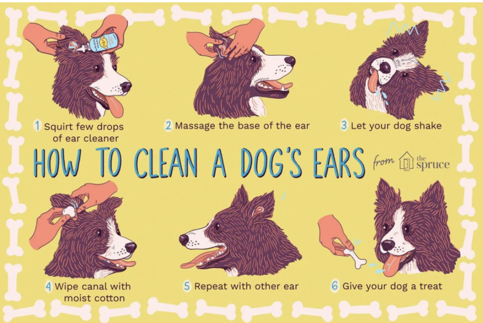 "How to Clean a Dog's Ears"