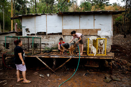 Dog breeder Agus Badud's wife and daughter wash dogs at their house at Cibiuk village of Majalaya, West Java province, Indonesia, September 27, 2017. REUTERS/Beawiharta