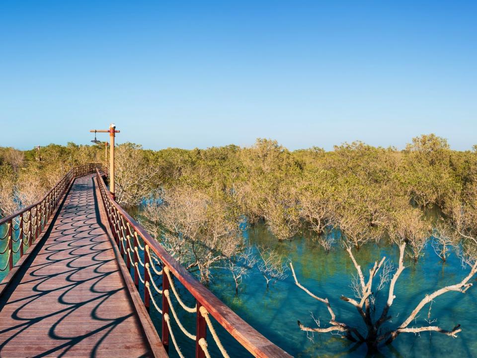 The mangroves offer another side of Abu Dhabi (Getty Images/iStockphoto)