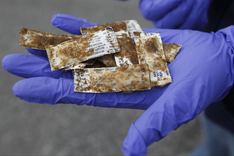 FILE - USDA wildlife biologist Erin Patrick holds fish-flavored packets of rabies vaccine before their distribution by helicopter Tuesday, Oct. 22, 2013, at Chattanooga Metropolitan Airport's Lovell Field in Chattanooga, Tenn. The U.S. government has begun scattering millions of packets of oral rabies vaccine from helicopters and planes over 13 states from Maine to Alabama. The major aim is to keep raccoons from spreading their strain of the deadly virus to states where it hasn't been found or isn't widespread, said field trial coordinator Jordona Kirby. (Doug Strickland/Chattanooga Times Free Press via AP)