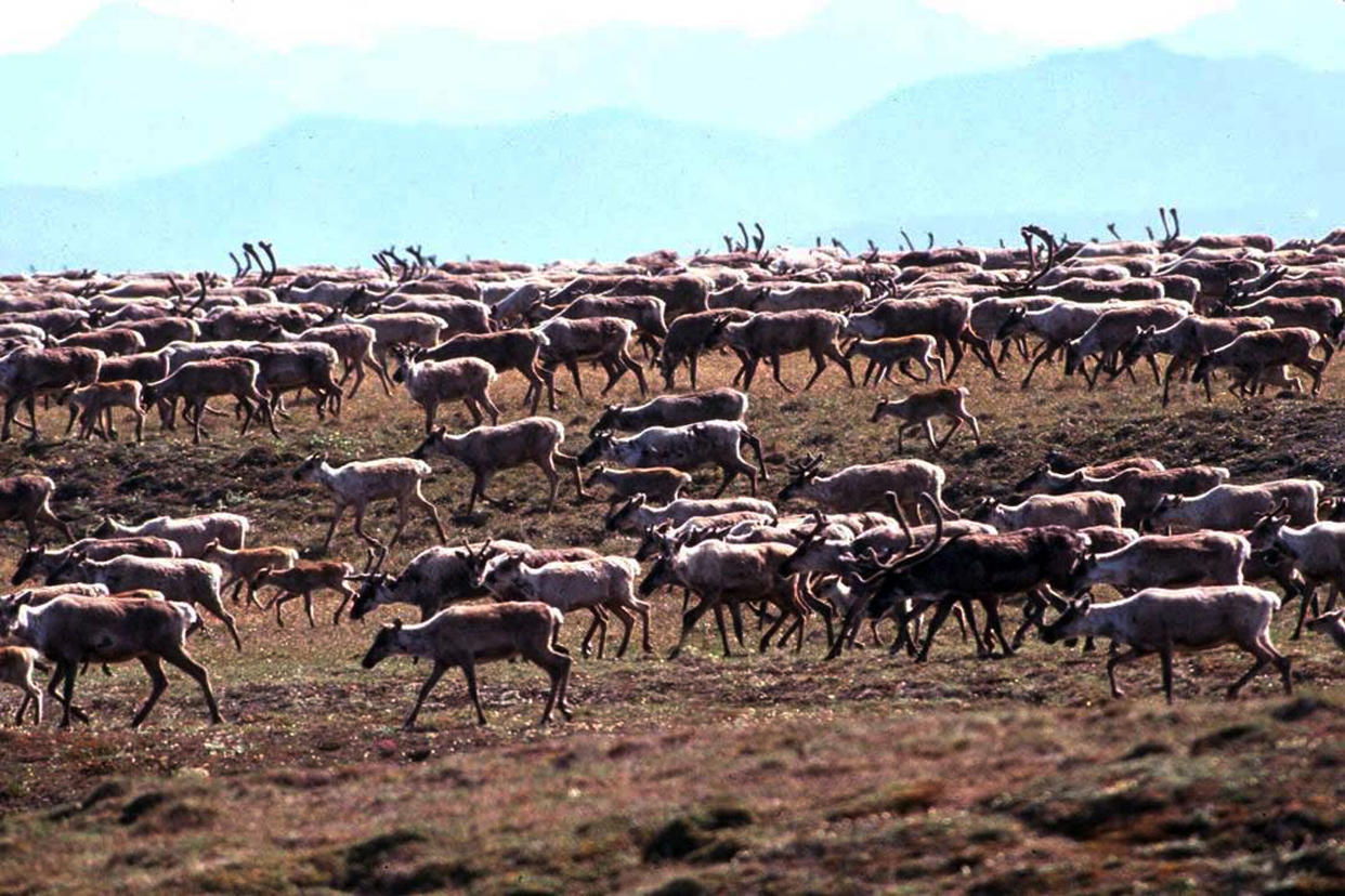 Caribou from the Porcupine Caribou Herd migrate onto the coastal plain of the Arctic National Wildlife Refuge in northeast Alaska. (U.S. Fish and Wildlife Service via AP, File) (Photo: ASSOCIATED PRESS)