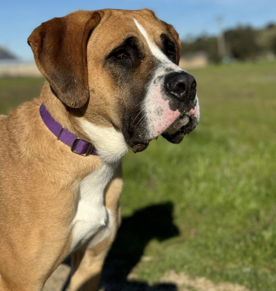 Leia (A295987) is one of several dogs available for adoption at the San Luis Obispo County Animal Shelter. Bella Slosberg