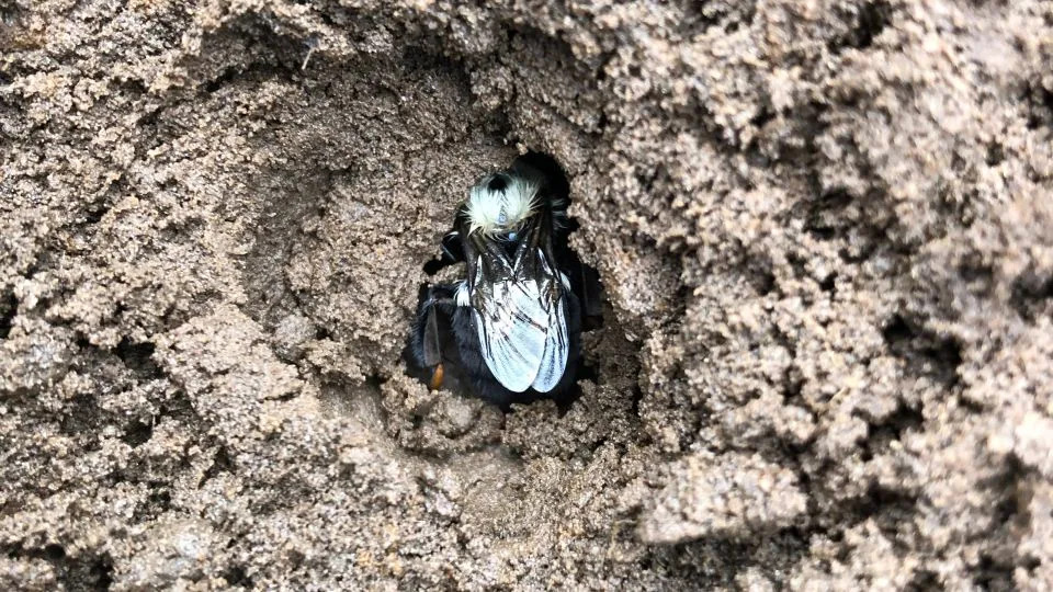 Bumblebee queens overwinter in small soil burrows. - Nigel Raine