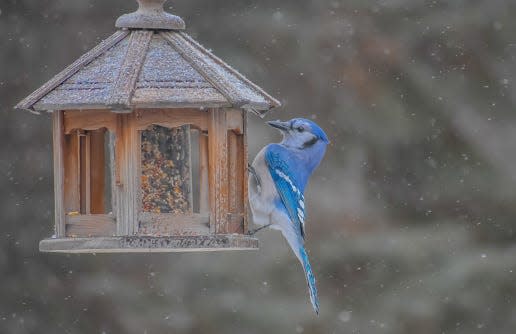 A blue jay at a bird feeder. (Getty Images)