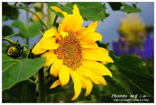 2013南投花卉嘉年華幸福登場