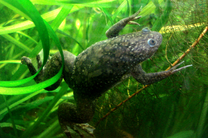 An African clawed frog. / Credit: Pouzin Olivier