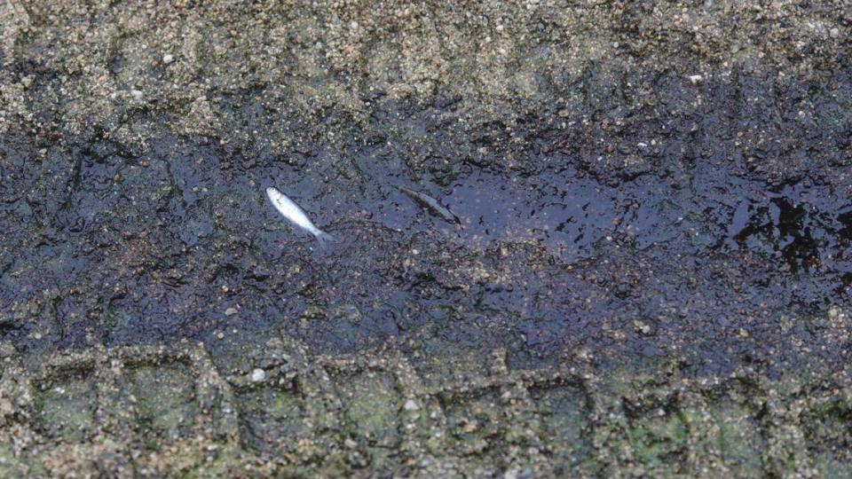 Dead fish rest in a drying tire track in the Salinas River on Aug. 2, 2023. Atascadero police will patrol the riverbed to stop illegal motorcycle riding there.