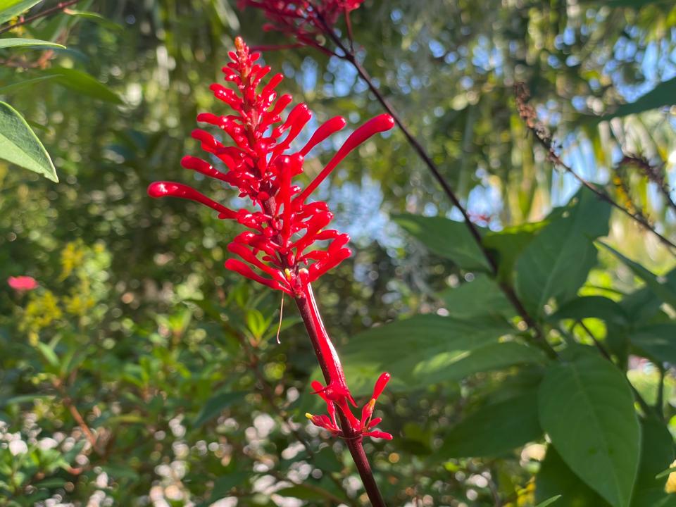 The firespike is Florida-friendly and a good guest to add to your native garden.