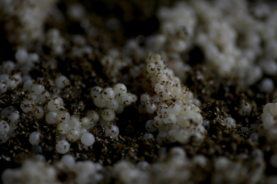 Snail's eggs are seen at Olena Avramenko's farm in Veresnya, on the outskirts of Kyiv, Ukraine, Friday, June 10, 2022. Avramenko founded her snail factory with her son Anton Anton Avramenko, 27, five years ago. He sold everything he had to invest the money in the snail factory. (AP Photo/Natacha Pisarenko)
