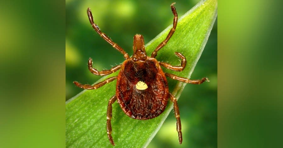 This undated photo provided by the U.S. Centers for Disease Control and Prevention shows a female Lone Star tick, which despite its Texas-sounding name, is found mainly in the Southeast. At least 100,000 people in the U.S. have become allergic to red meat since 2010 because of a weird syndrome triggered by tick bites. That’s according to a new government report. But health officials believe more have the problem and don’t know it, and the actual number is more than than four times higher. The Centers for Disease Control and Prevention on Thursday, July 27, 2023 released two reports on the growing tick-borne allergy problem. (James Gathany/CDC via AP)