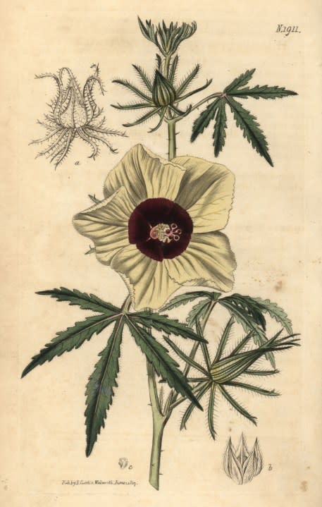 A hand-colored engraving of Kenaf or hemp-leaved hibiscus, from John Sims’ Curtis’s Botanical Magazine, Couchman, London, 1816. (Photo by: Florilegius via Getty Images)