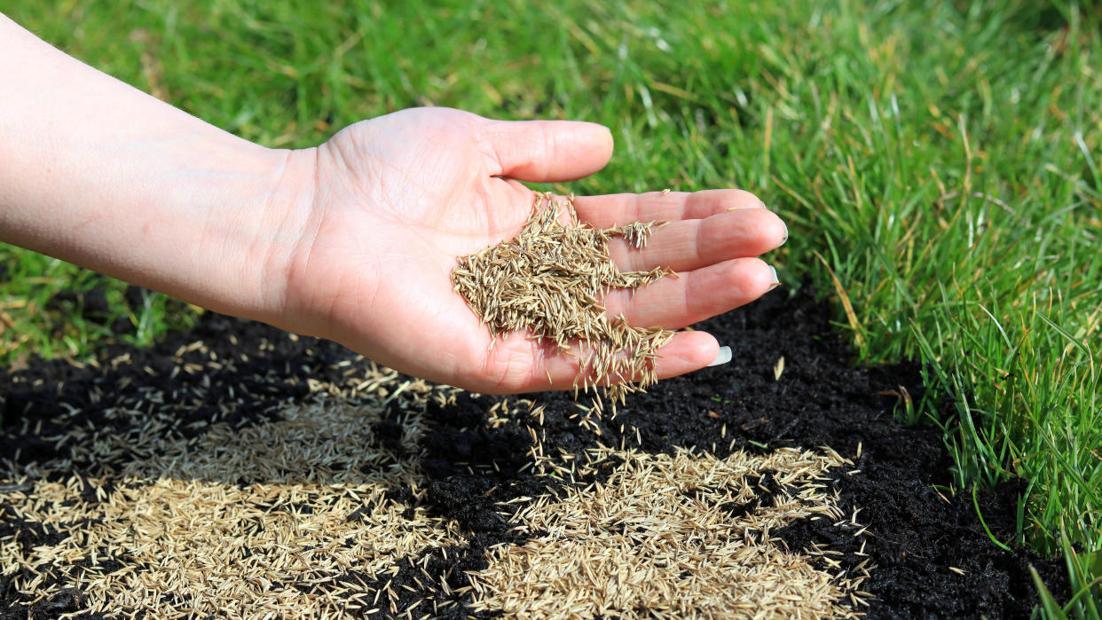  Holding grass seeds to plant. 