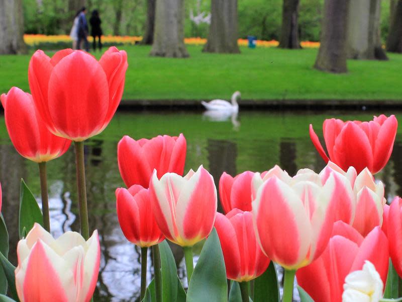 Auf dem Keukenhof in Lisse findet vom 20. März bis 17. Mai 2015 ein Blumenfest statt. In den wenigen Wochen kommen etwa 800 000 Besucher aus aller Welt. Foto: Bernd F. Meier