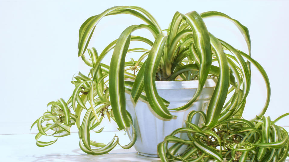 Easy houseplants: Spider plant in white plant pot on tabletop