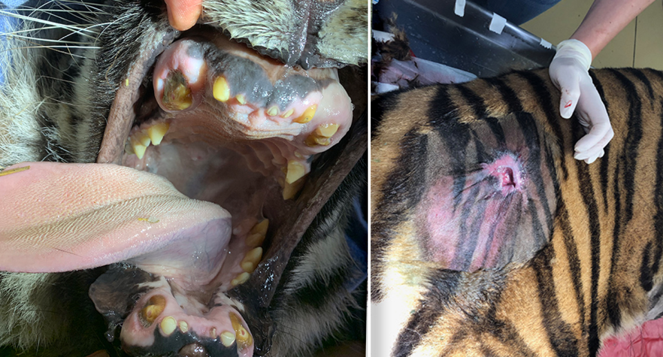 Left - Aria the tiger's mouth open, showing she has worn down teeth. Right - a big hole in Aria's side.