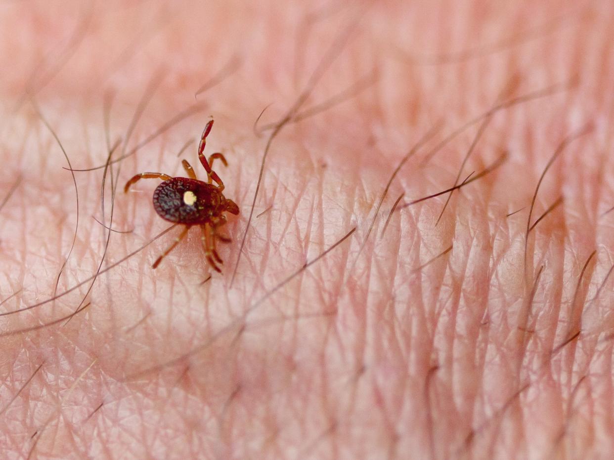 lone star tick on human skin