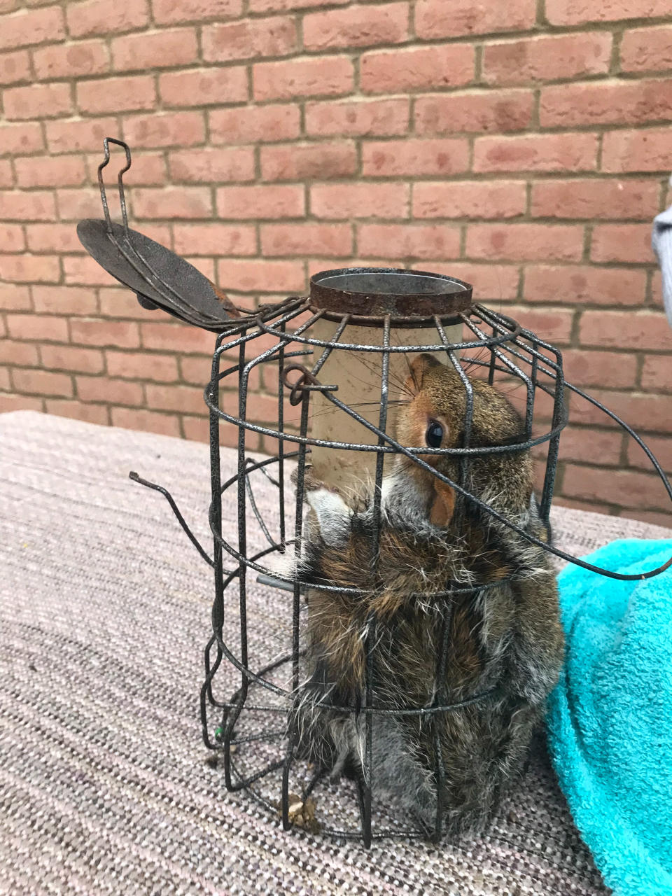 The squirrel had to be rescued by the RSPCA (RSPCA/PA)